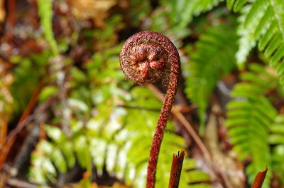 ベニシダの新芽