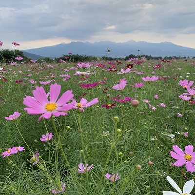 鼻高展望花の丘