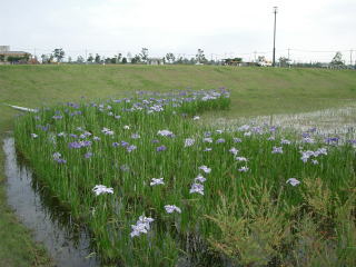 花菖蒲咲く