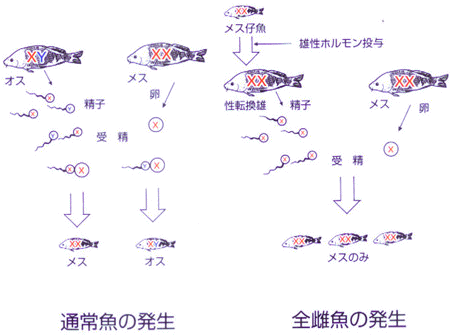 コイ全メス魚生産のしくみ