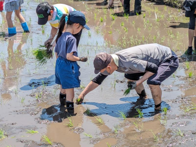 田植えの様子1