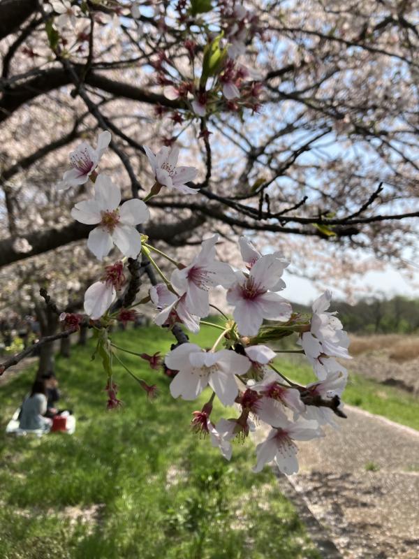 桜3