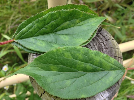 ウメにおける葉の輪紋症状