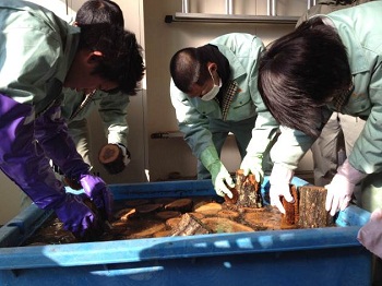 写真、マイタケ原木を洗浄する様子