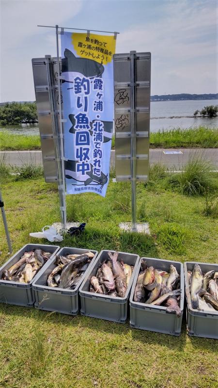 回収した魚