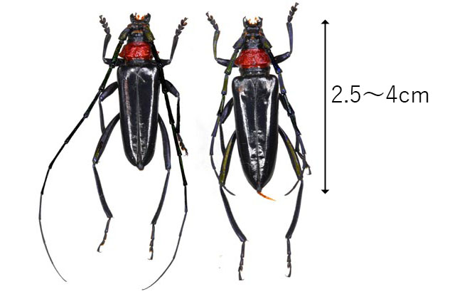 クビアカツヤカミキリの写真