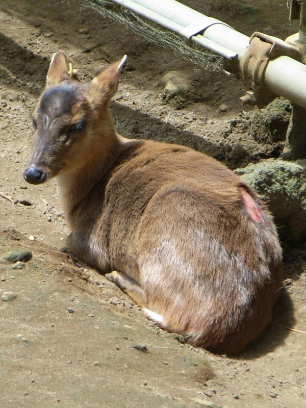 キョン